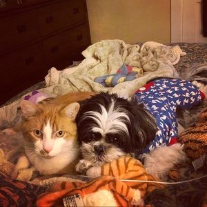 Please Read - My Posh Buddies